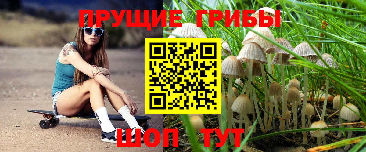 купить   Галлюциногенные грибы Psilocybine cubensis  Вход с VPN  Каменск-Шахтинский 